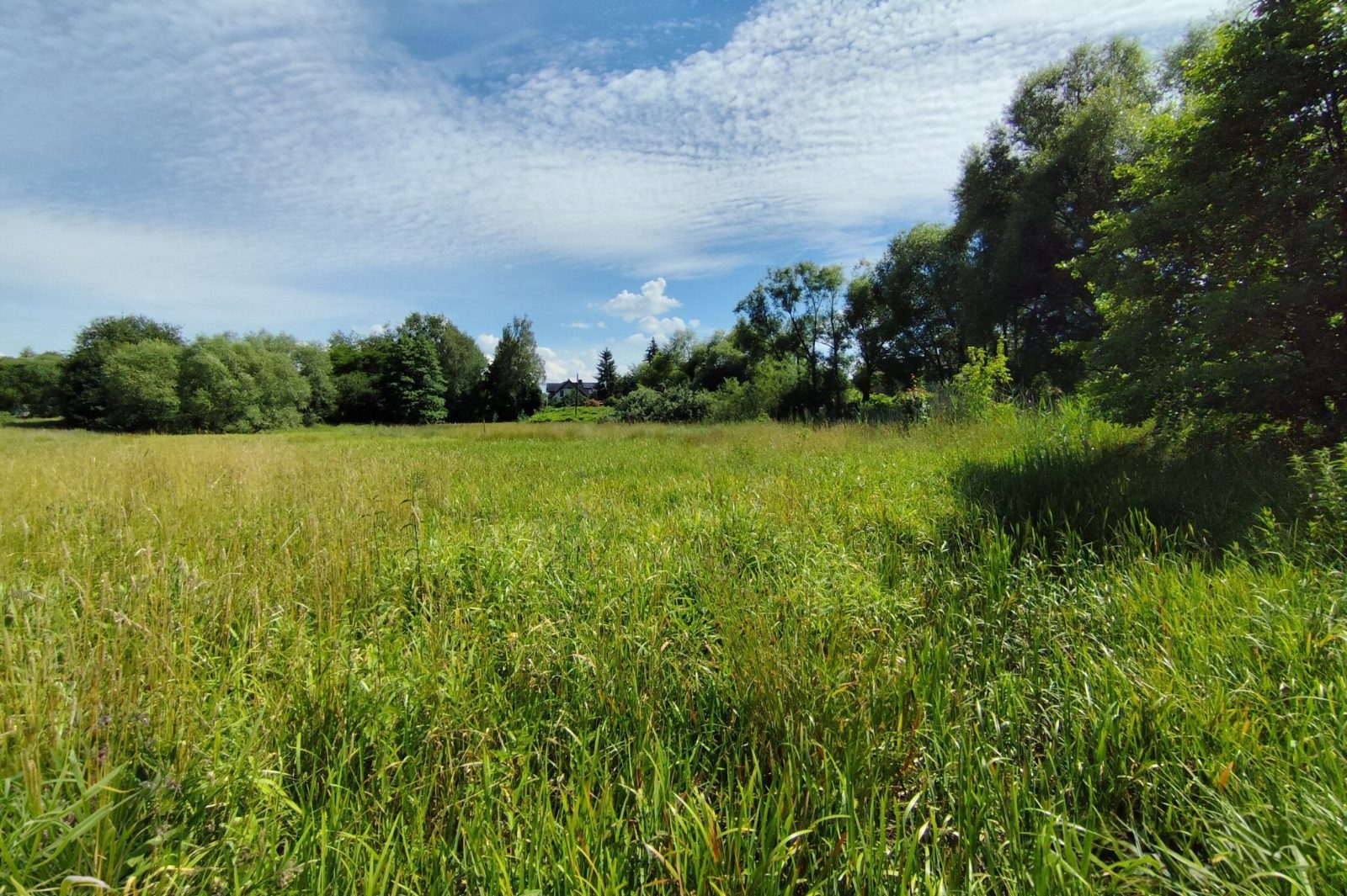 Działka rolno-budowlana 4211 m², Zebrzydowice — zdjęcie 5